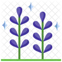 Lavender Flower Plant Icon