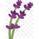 Lavender Blossom Flower Icon