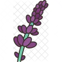 Lavender Flower Herbal Icon
