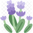 Lavender Flower Fragrance Icon