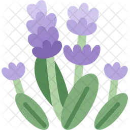 Lavender  Icon