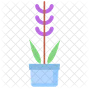 Lavender Plant  Icon