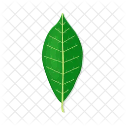 Leaf  Icon