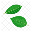 Leaf Tree Foliage Icon