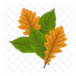 Leaf  Icon