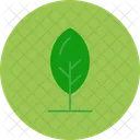 Leaf Plant Nature Icon