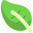 Leaf Foliage Plant Icon