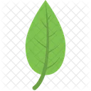 Leaf Plant Greenery Icon