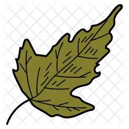 Leaf  Icon