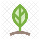 Leaf Sprout Plant Icon