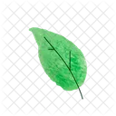 Leaf Nature Green Icon