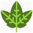 Leaf  Icon