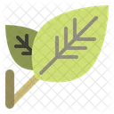 Leaf  Icon