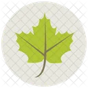 Leaf Maple Greenery Icon
