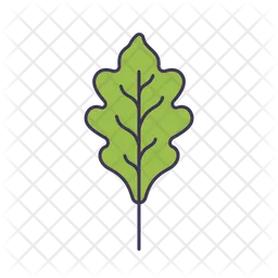 Leaf  Icon