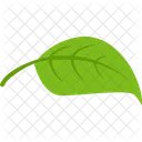 Leaf Green Plant Icon