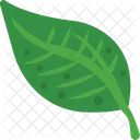 Fresh Leaf Spring Icon