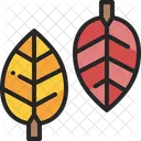 Leaf Leaves Autumn Icon