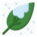 Leaf  Icon