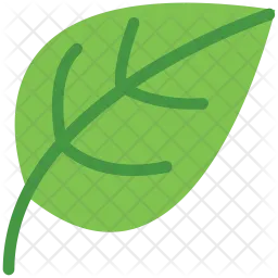 Leaf  Icon