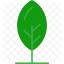 Leaf Plant Nature Icon