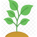 Plant Nature Leaf Icon