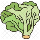 Leaf Lettuce Food Icon