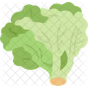 Leaf Lettuce Food Icon