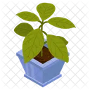 Leaf Houseplant  Icon