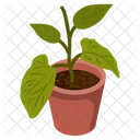 Leaf Houseplant  Icon