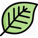 Leaf  Icon