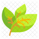 Leaf  Icon