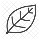 Leaf  Icon