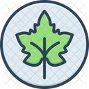 Leaf  Icon