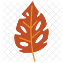 Leaf Monstera  Icon