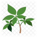 Leaf Of Leaves Icon