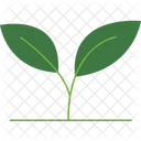 Leaf Plant Green Leaf Foliage Plant Icon