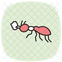 Leafcutter Insect Tropical Icon