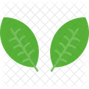Leafs Plant Nature Icon