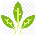 Leaves Tree Plant Icon