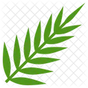 Leaves Palm Plant Icon