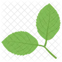 Leaves Plant Branch Leaves Icon