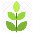 Leaves  Icon