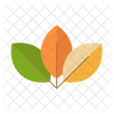 Leaves  Icon