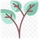Leaf Branch Leaves Icon