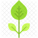 Leaves Nature Botanical Icon