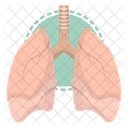 Leber Anatomie Organ Icon