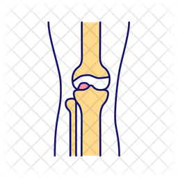 Leg bones and joints Icon - Download in Colored Outline Style