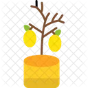 Lemon Tree Lemon Tree Icon