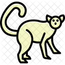 Lemur Mammal Primate Icon